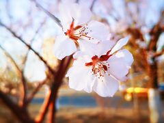 -天津东丽湖风景区