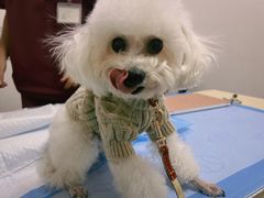 -美联众合动物医院·24h转诊中心