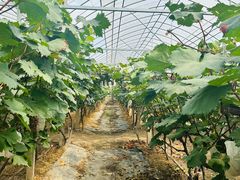 -马陆小张葡萄园农家乐