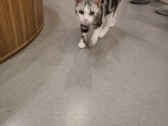 -飞行喵MR PILOT|猫舍·猫咖(静安大融城店)