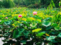 -新江湾城公园
