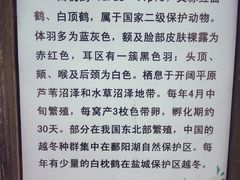 -盐城丹顶鹤湿地生态旅游区