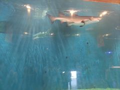 -华夏文旅海洋公园