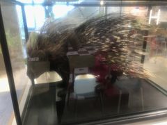 -BEAST野兽派(上海浦东嘉里城店)