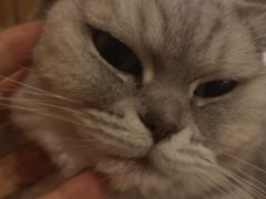 -猫的茶·猫咖