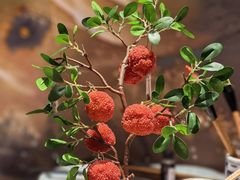 -长安大牌档之龙头酒肆(荣民龙首广场店)