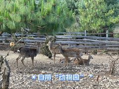 -猎鹰谷实弹射击俱乐部