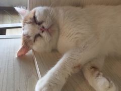 -Cappucimeow猫咪咖啡馆(韦伯时代店)