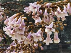 -成都市活水公园