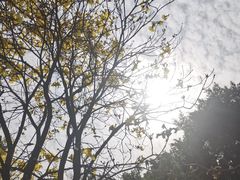 -海珠湖公园
