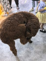 -神奇动物撸宠馆·羊驼·小浣熊·异宠(豫园店)