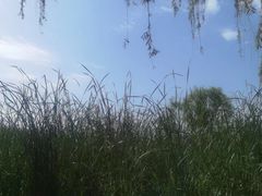 -西安浐灞国家湿地公园