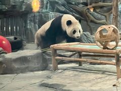 -武汉动物园