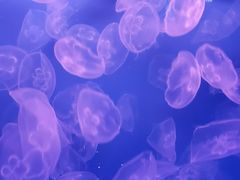 -乌鲁木齐海洋馆