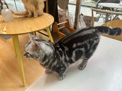 -猫咪派对(江南西店)