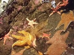 -西雅图水族馆