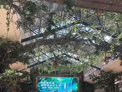 -呀诺达热带雨林