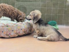 -帕帕拉兹宠物(亚洲旗舰店)