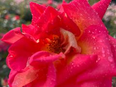 -人民公园(罗湖区)