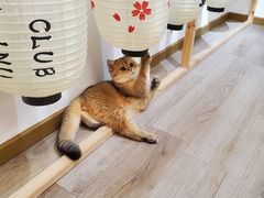 -柴迷FANS CLUB·柴犬狗咖·猫咖