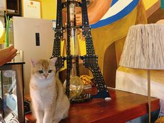 -咖法森林·咖啡  酒吧(天河店)