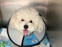 -心仪动物医院·牙专科·肿瘤·心脏科(西客站院)