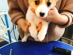 -翊宠yipet猫狗购宠庄园犬舍•猫舍