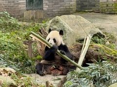 -都江堰中华大熊猫苑