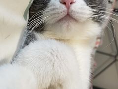 -东方名猫馆·英短金渐层布偶猫舍(环线广场1号楼店)