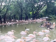 -广州长隆飞鸟乐园