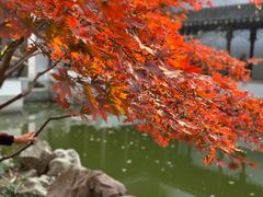 -秋霞圃