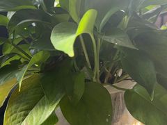 -猫头鹰照相馆(国贸店)
