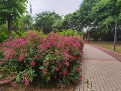 -坝河休闲公园