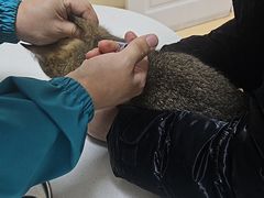-瑞派宠物医院·24小时骨科·心脏·核磁(哈尔滨南岗店)