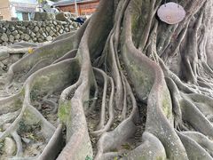 -福建土楼(南靖)景区