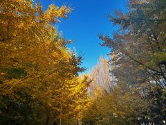 -长白岛森林公园