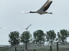 -盐城丹顶鹤湿地生态旅游区