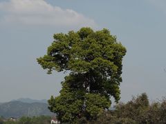-龙坞茶村