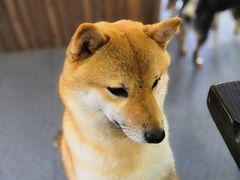 -柴源莊·柴小宠柴犬咖啡
