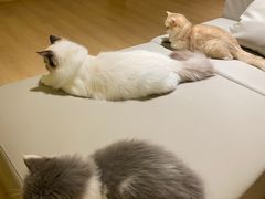 -猫腻·猫咖·撸猫馆(星光大道店)