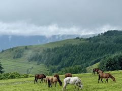 -芦芽山旅游度假区
