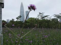 -深圳湾公园(南山区)