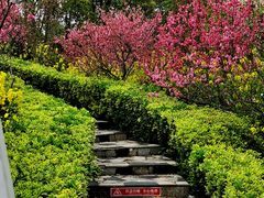 -南汇桃花村