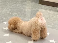 -酷以爬仙阁实体爬宠店·守宫·蜥蜴·专业繁育