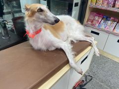 -宠物家(大兴旧宫店)