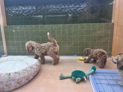 -帕帕拉兹宠物(亚洲旗舰店)