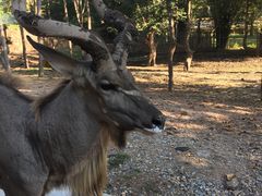 -清迈夜间动物园