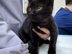 -贝康宠物医院·犬猫全科·小动物特色诊疗中心(东环路店)