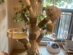 -唐小姐の私宠·宠物洗护美容·撸猫馆·购宠(周浦万达旗舰店)