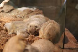 -Zoolung Zoolung动物主题公园(海信广场店)